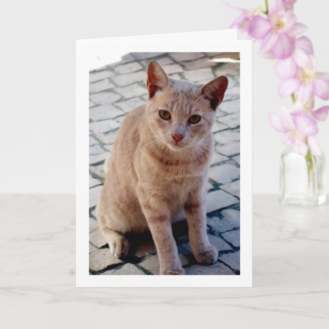 Ginger Kitten Portrait Karte (Orchidee)