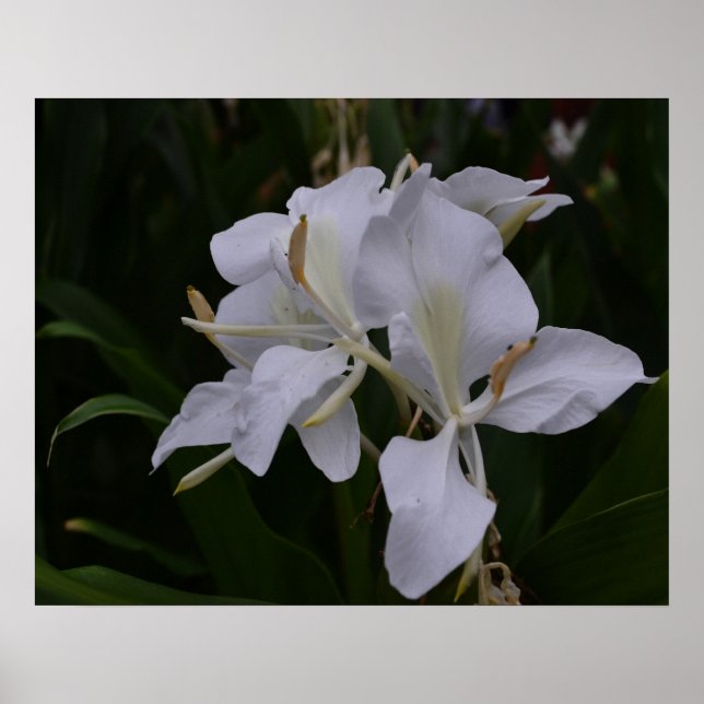 Ginger Lily-0105 Poster (Vorne)