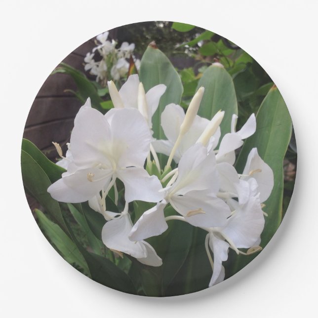 Ginger Lily Paper Teller (Vorderseite)