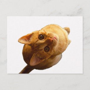 Ginger Tabby Kitten Postkarte