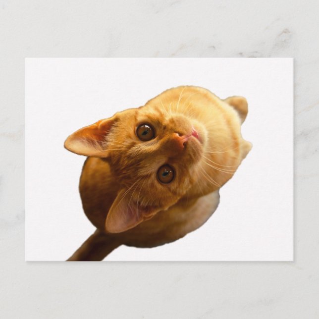 Ginger Tabby Kitten Postkarte (Vorderseite)