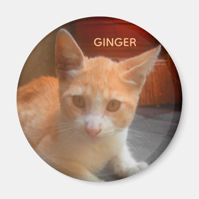 Ginger Tabby Kitty Cat Magnet (Vorne)