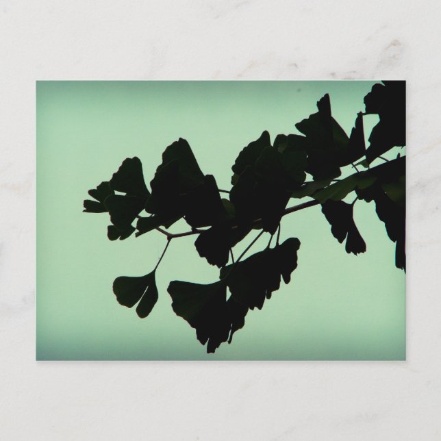 Gingko Postkarte (Vorderseite)