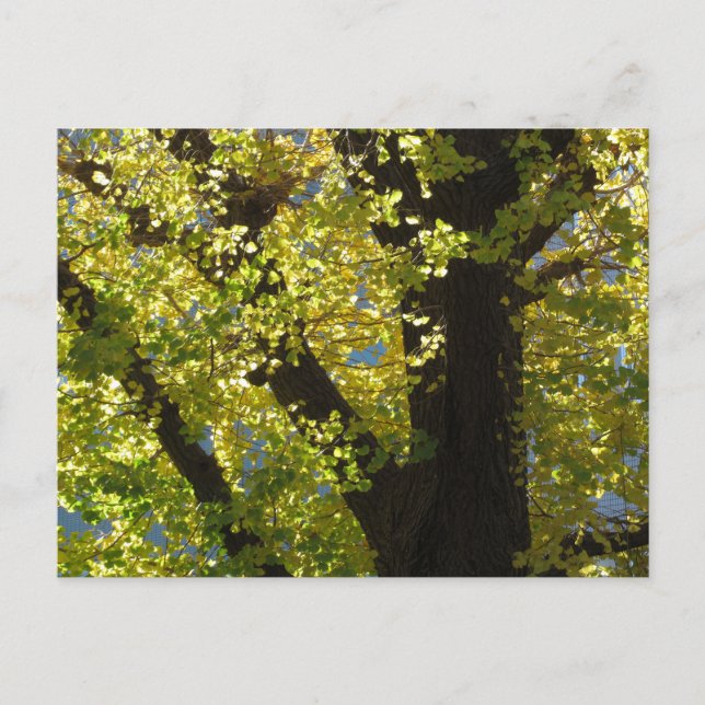 Ginkgo-Baum im Herbst Postkarte (Vorderseite)