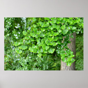 Ginkgo-Baum mit nassen Blätter Poster