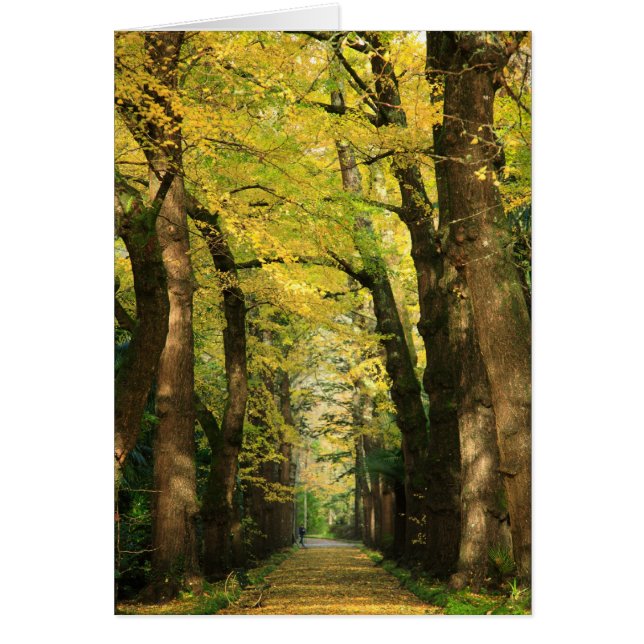 Ginkgo Biloba-Bäume (Vorne)