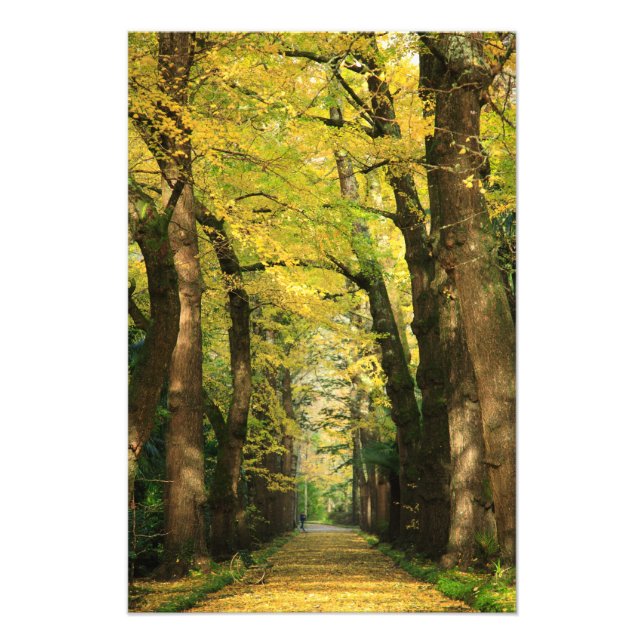 Ginkgo Biloba-Bäume Fotodruck (Vorne)