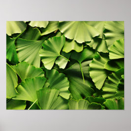 Ginkgo-Biloba-Blätter-Natur-Pflanze Poster
