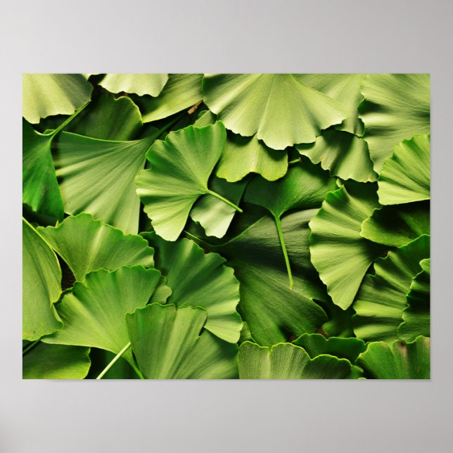 Ginkgo-Biloba-Blätter-Natur-Pflanze Poster (Vorne)