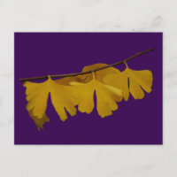 Ginkgo Biloba Blätter Postkarte