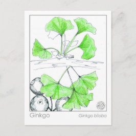 Ginkgo Biloba Medicinal Herb Study Postkarte