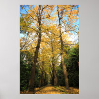 Ginkgo-Bilobäume