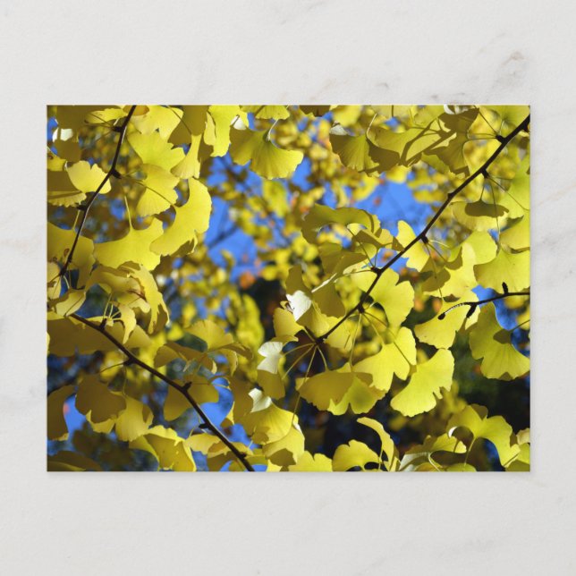 Ginkgo-Blätter Ende Herbst: Japan Postkarte (Vorderseite)