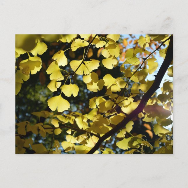 Ginkgo-Blätter im Herbst: Japan Postkarte (Vorderseite)