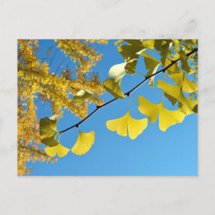 Ginkgo-Blätter im Herbst Postkarte