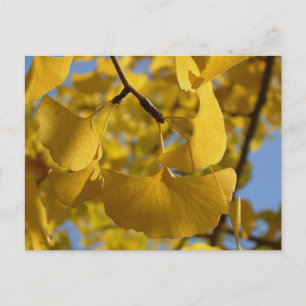 Ginkgo-Blätter in Kyoto Postkarte