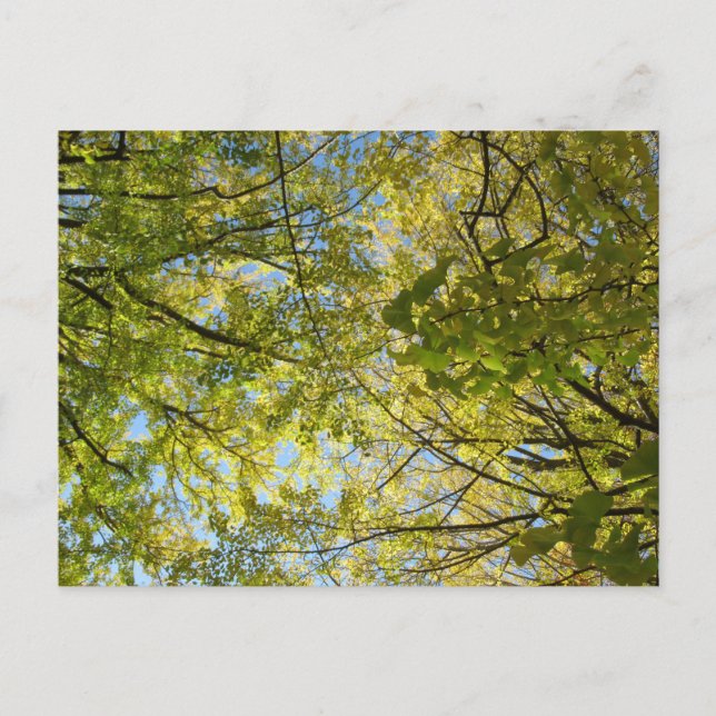 Ginkgo Leaf Canopy: Japan Postkarte (Vorderseite)
