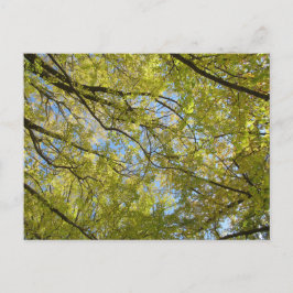 Ginkgo Leaf Canopy Postkarte
