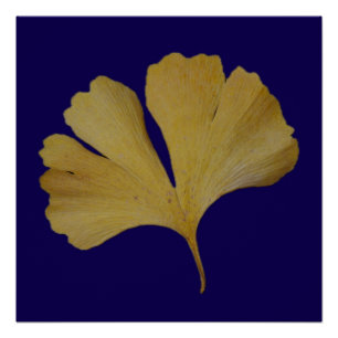 Ginkgo Leaf Poster