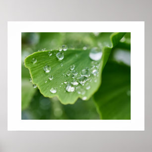 Ginkgo Pflanze Poster