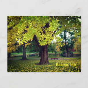 Ginkgo Tree im Boston Public Garden Postkarte