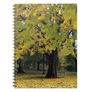 Ginkgo Tree im Fall Notizblock