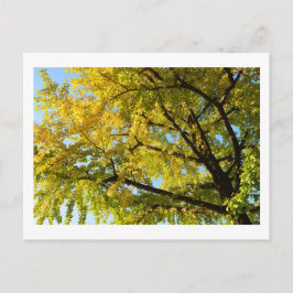 Ginkgo Tree: Japan Postkarte