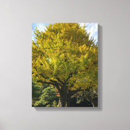 Ginkgo Tree of Golden Yellow Leinwanddruck