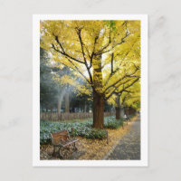 Ginkgo Trees: Meiji Jingu Gaien, Tokio