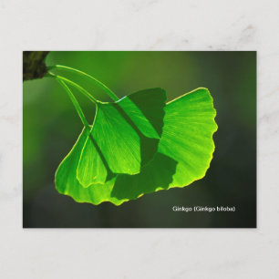 Ginkgobaum (Ginkgo biloba) Postkarte