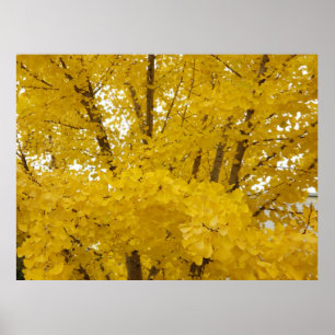 Ginkgobaum im Herbst Poster