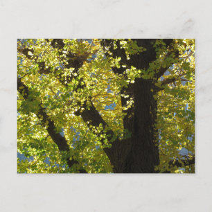Ginkgobaum im Herbst Postkarte