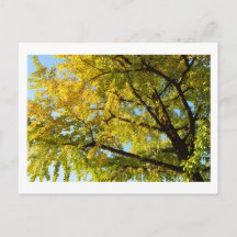 Ginkgobaum: Japan