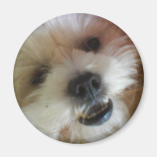 Ginny Pop-Magnet Magnet