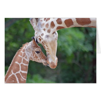Girafe bébé et mère