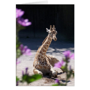 girafe de bébé