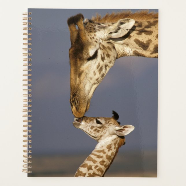 Girafe embrassant un bébé girafe (Devant)