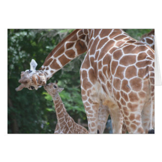 Girafe Mère et Bébé