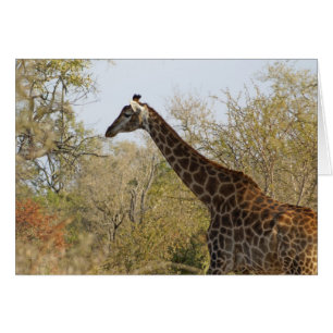 Girafe sud-africaine