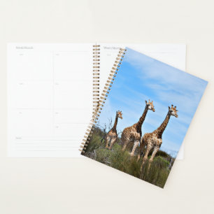 Girafes au lever du jour paisible