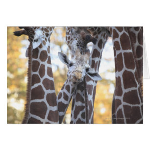 Girafes au zoo de Tama, au zoo de Tama, Tokyo