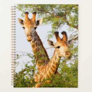 Girafes dépassant de la végétation