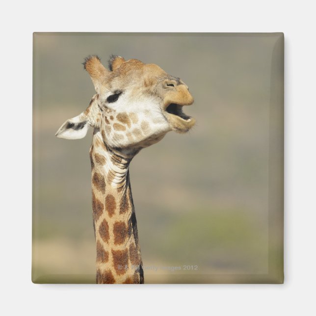 Giraffa (Giraffa camelopardalis) Magnet (Vorne)