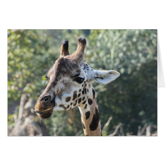 Giraffe (Devant horizontal)