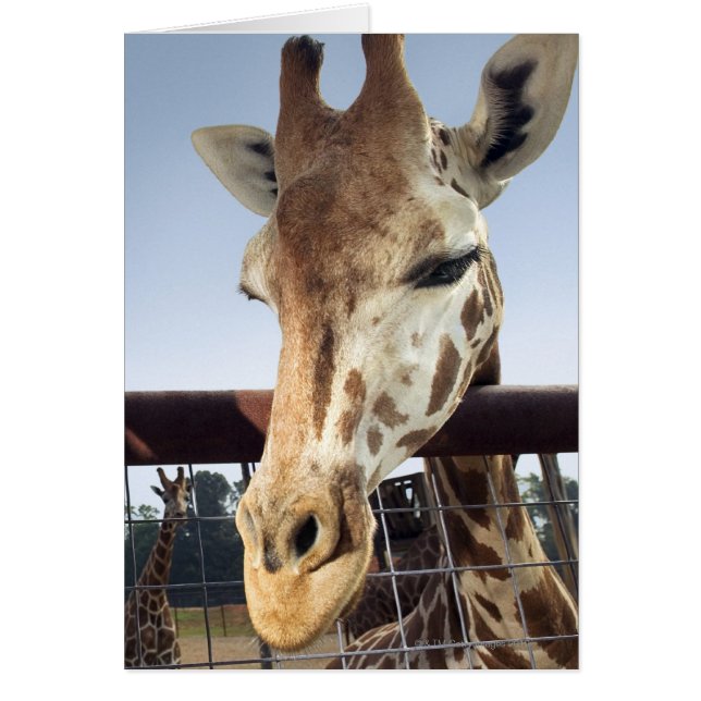 Giraffe (Devant)