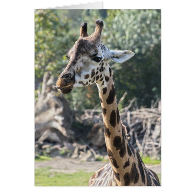 Giraffe (Devant)