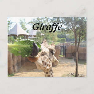 Giraffe # 12 postkarte