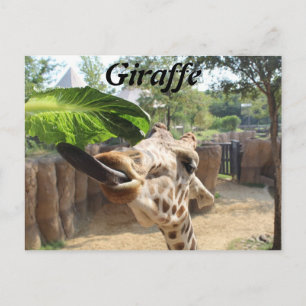 Giraffe # 14 postkarte
