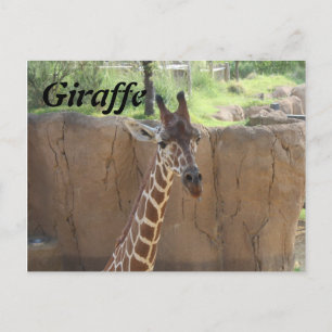 Giraffe # 15 postkarte