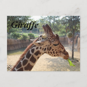Giraffe # 18 postkarte